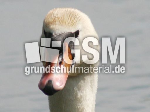 Höckerschwan_8162.jpg